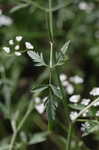 Hedge parsley